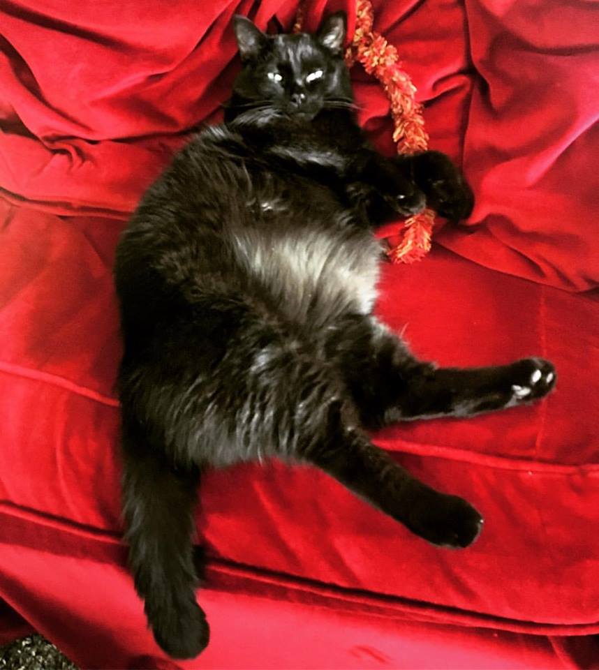 16195765_10157953192900315_2991398732210749462_n