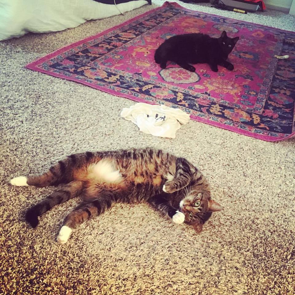 22491693_10159263910415315_2574071696711466875_n