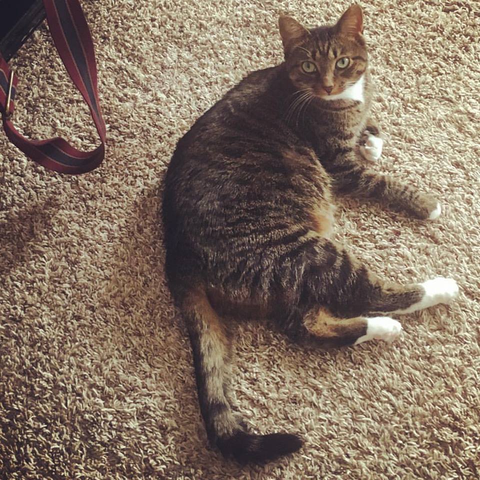 22688046_10159296667035315_2348696069663225235_n