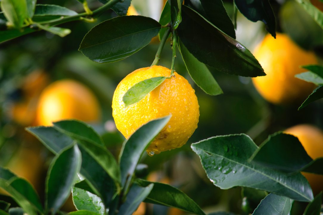 agriculture-citrus-close-up-129574