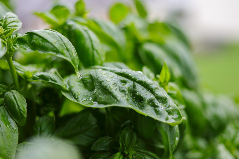 basil-2494688_960_720